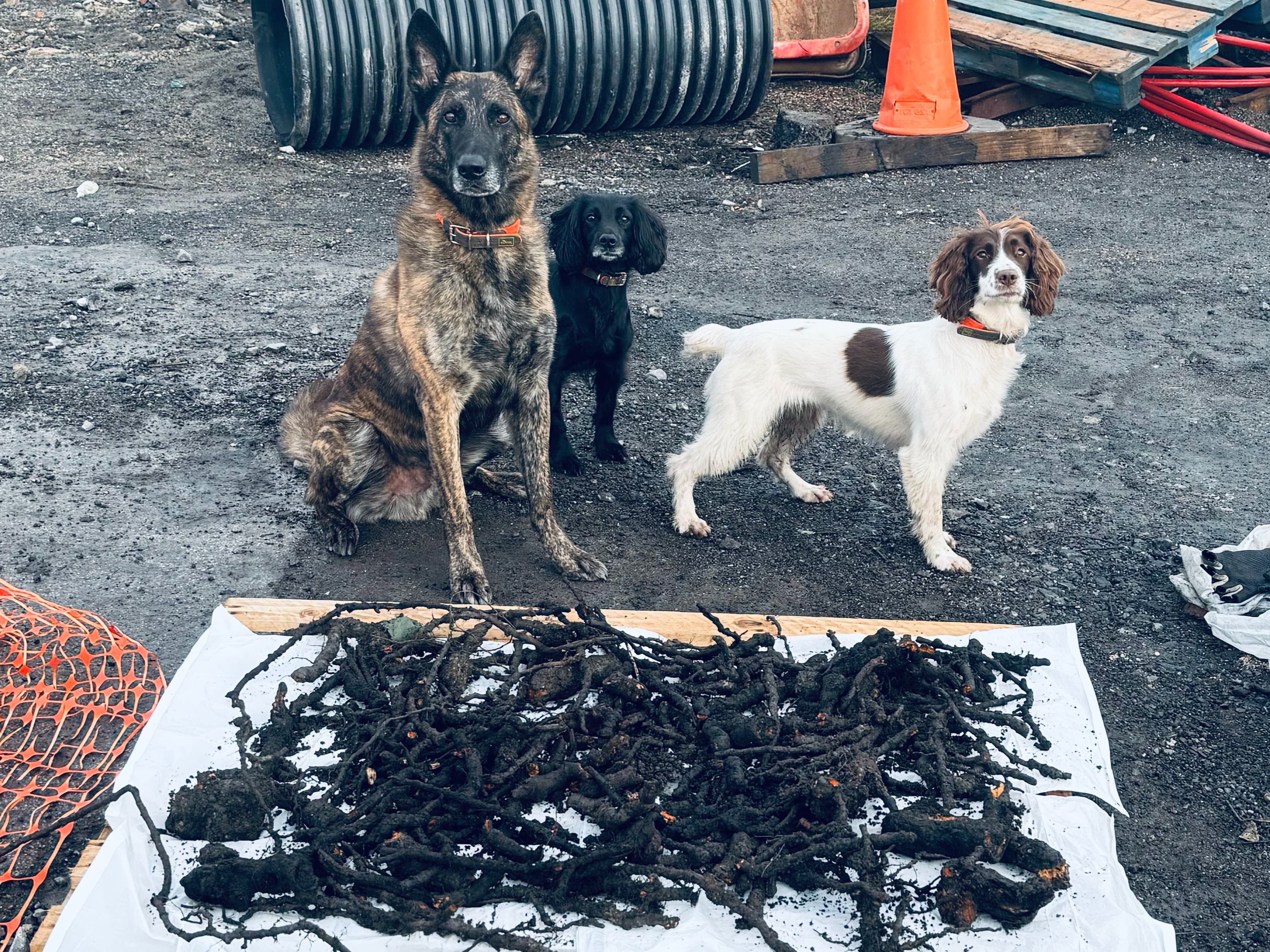 Canine Detection Knotweed Rhizomes
