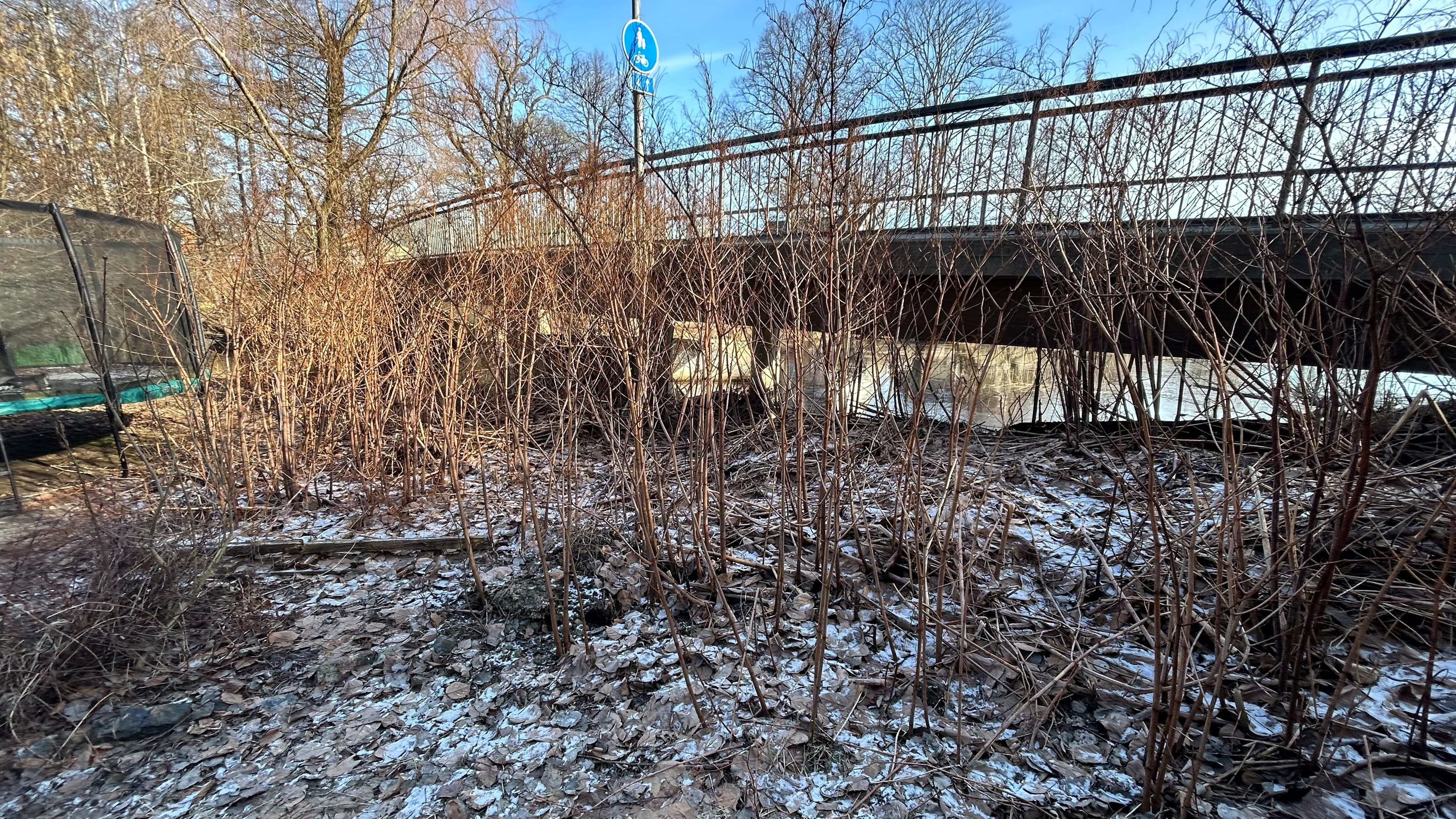 Winter Knotweed Roadside Sweden