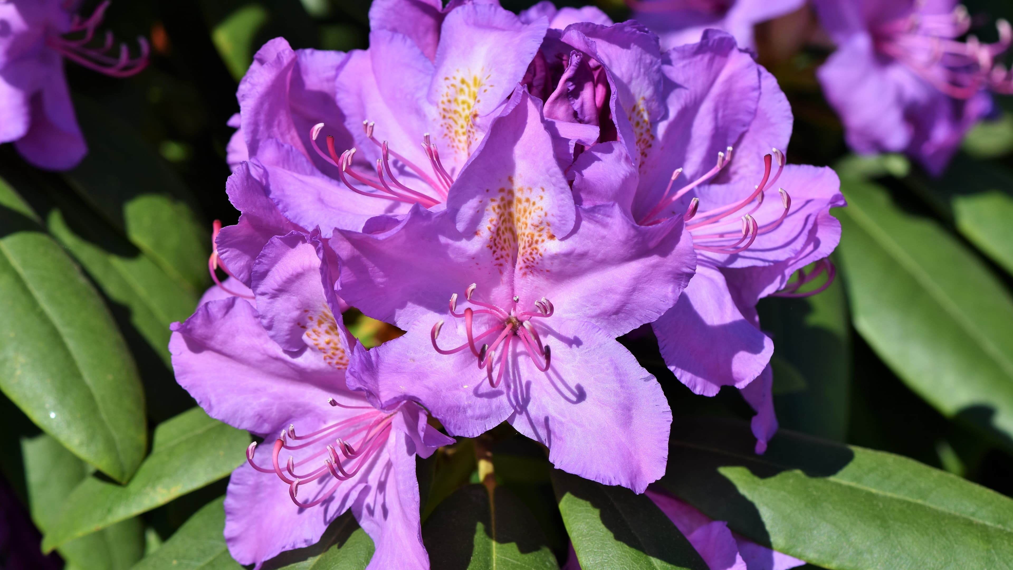 Rhododendron Flower Reference